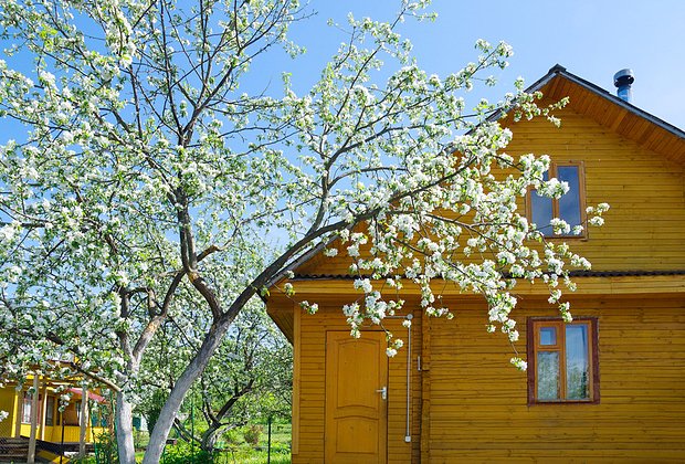 Взрослую «Антоновку» нужно поливать 3-4 раза за сезон, но обильно — по 50-80 литров воды под корень