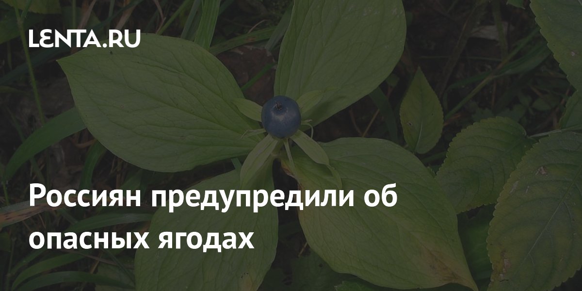 Россиян предупредили об опасных ягодах