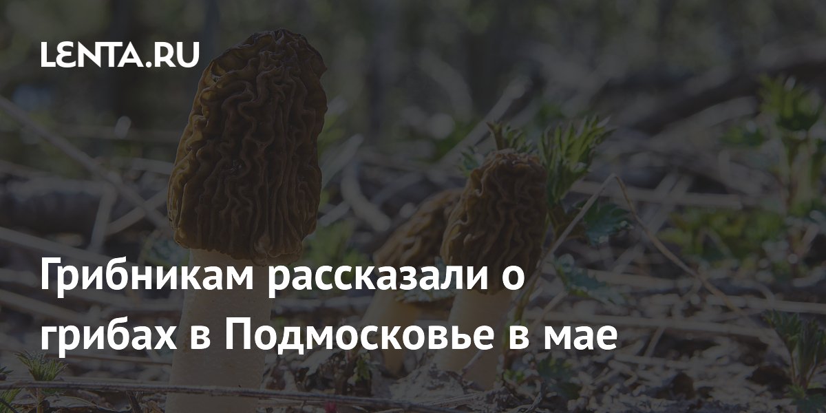 Грибникам рассказали о грибах в Подмосковье в мае