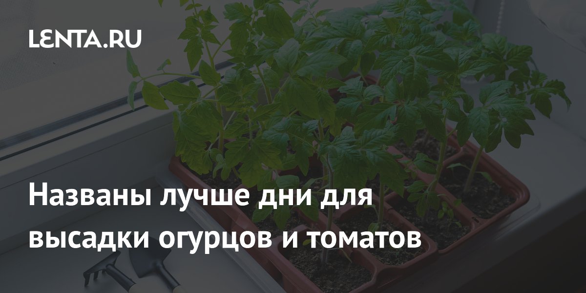 Названы лучше дни для высадки огурцов и томатов