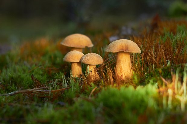 Болотный моховик