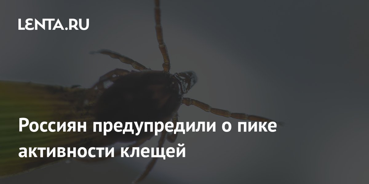 Россиян предупредили о пике активности клещей
