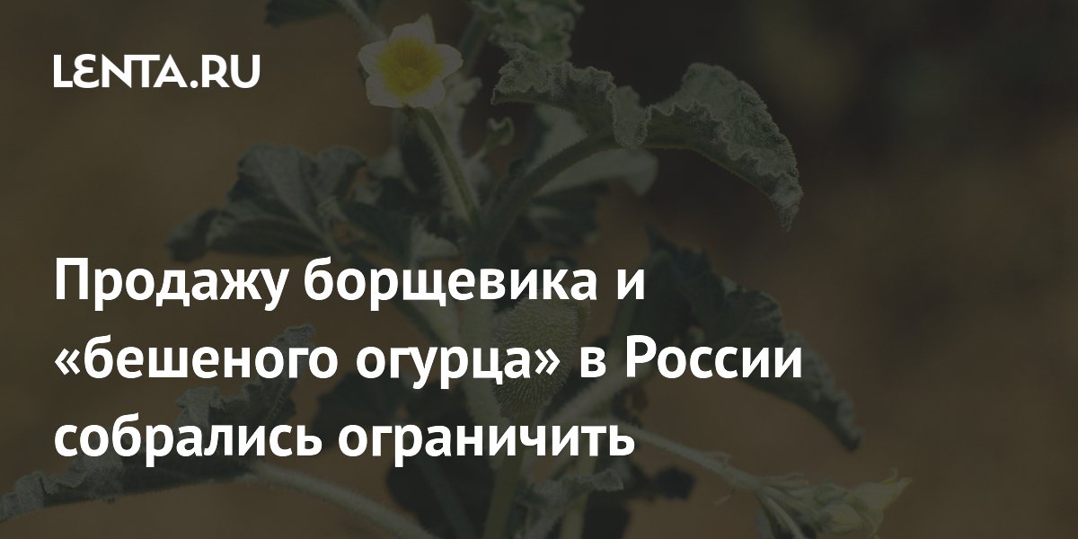 Продажу борщевика и «бешеного огурца» в России собрались ограничить