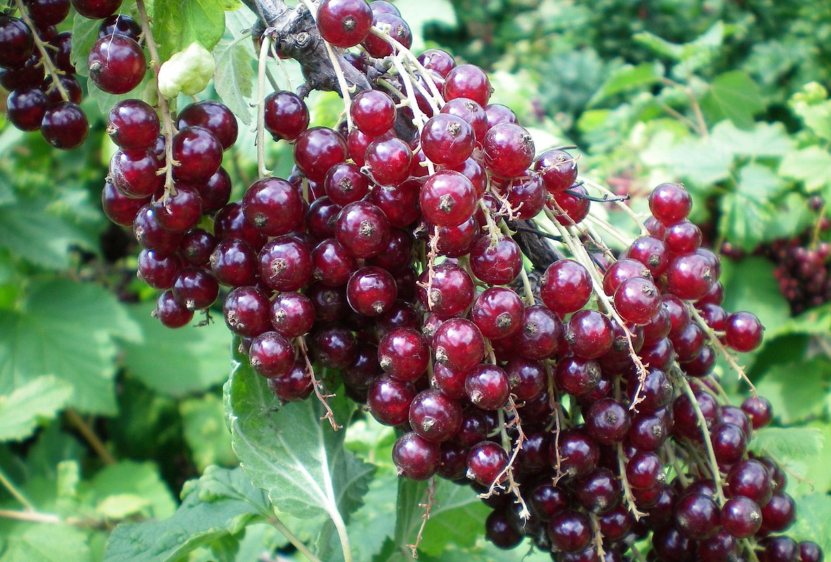 Сорт красной смородины «Виксне»