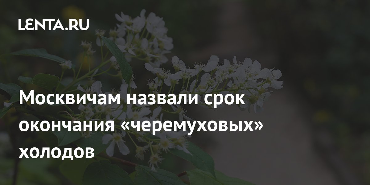 Москвичам назвали срок окончания «черемуховых» холодов