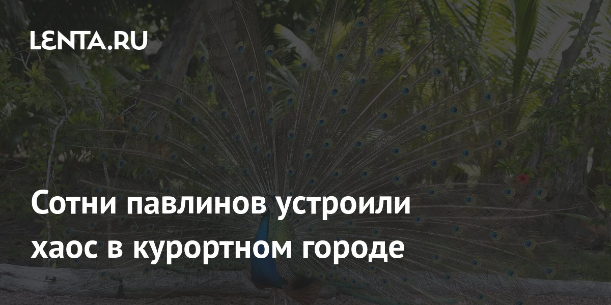Сотни павлинов устроили хаос в курортном городе