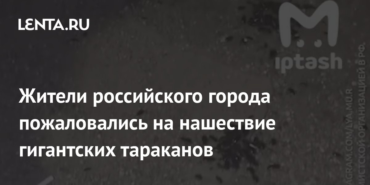 Жители российского города пожаловались на нашествие гигантских тараканов