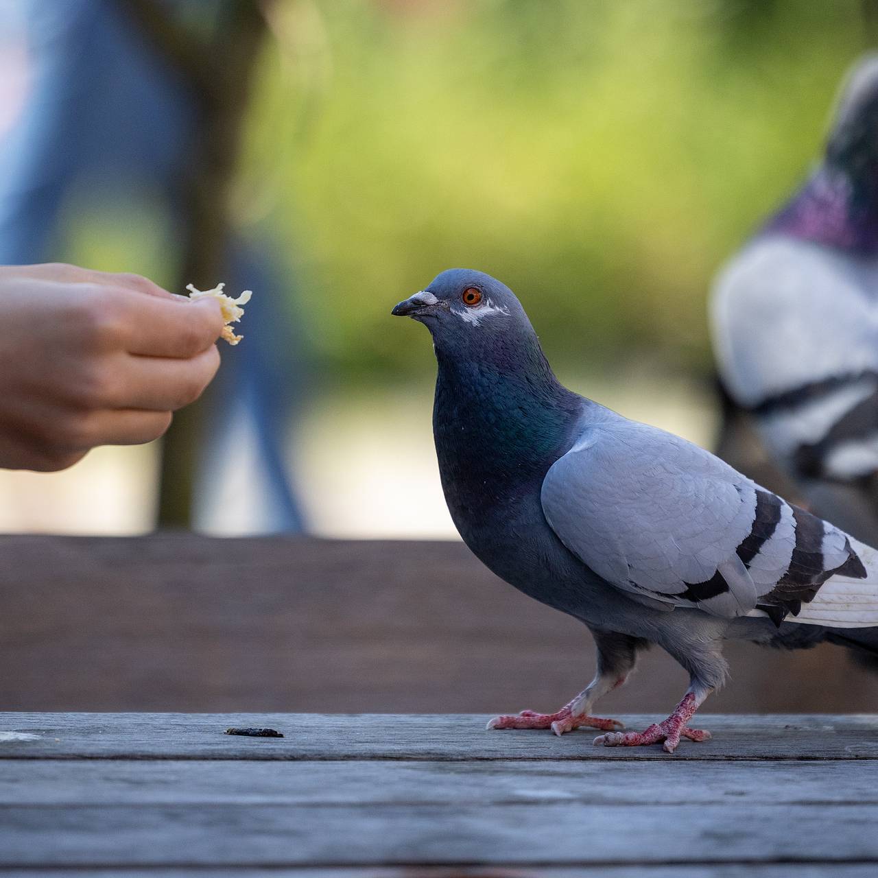 Фото: Algimantas Barzdzius / Shutterstock / Fotodom