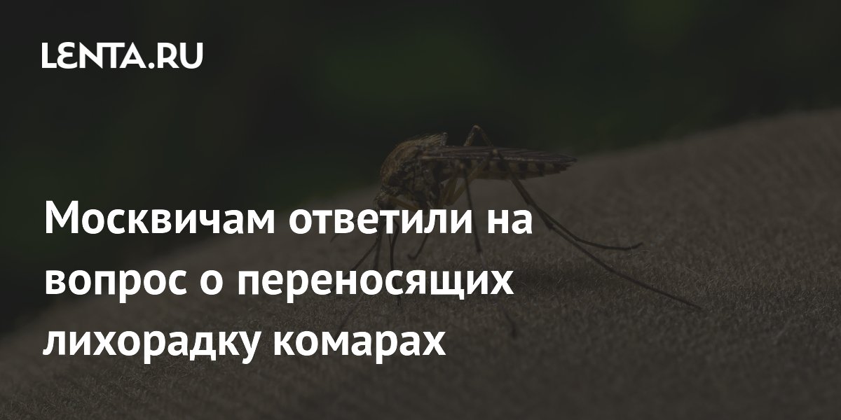 Москвичам ответили на вопрос о переносящих лихорадку комарах