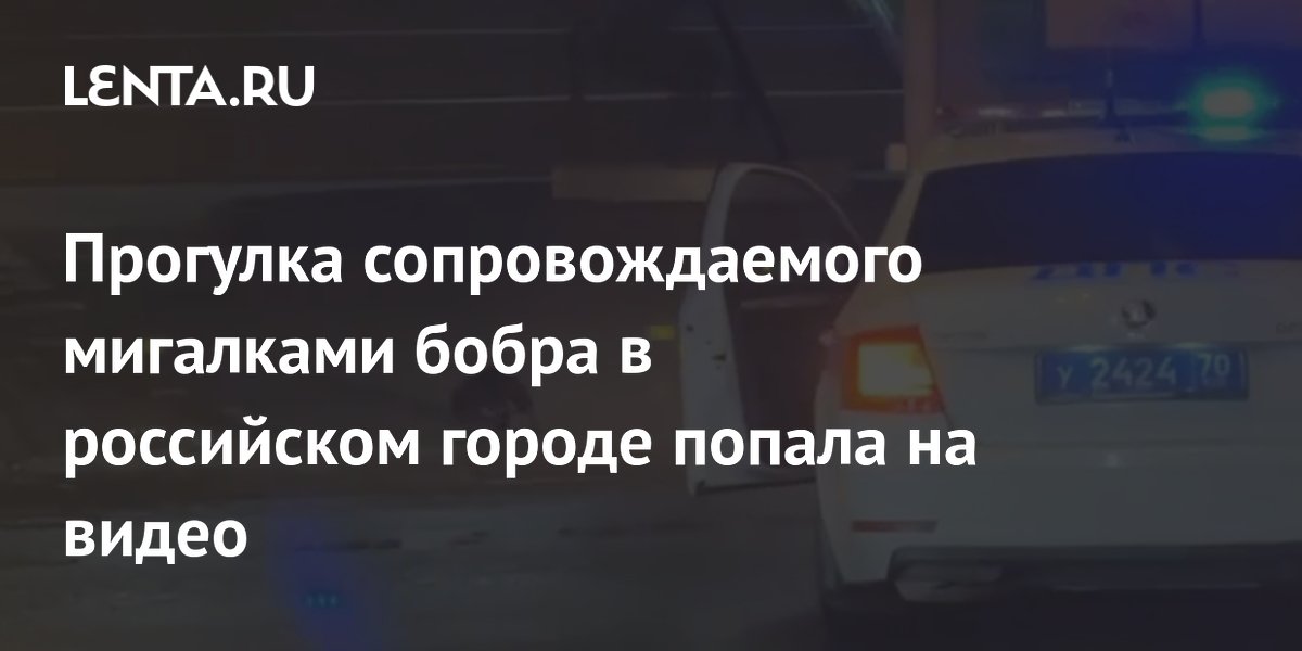 Прогулка сопровождаемого мигалками бобра в российском городе попала на видео