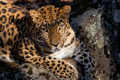 Леопард растерзал ребенка на дороге к храму