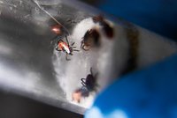 Россиянам назвали неочевидные способы защиты от клещей 