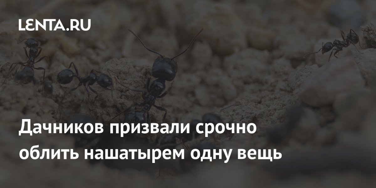 Дачников призвали срочно облить нашатырем одну вещь