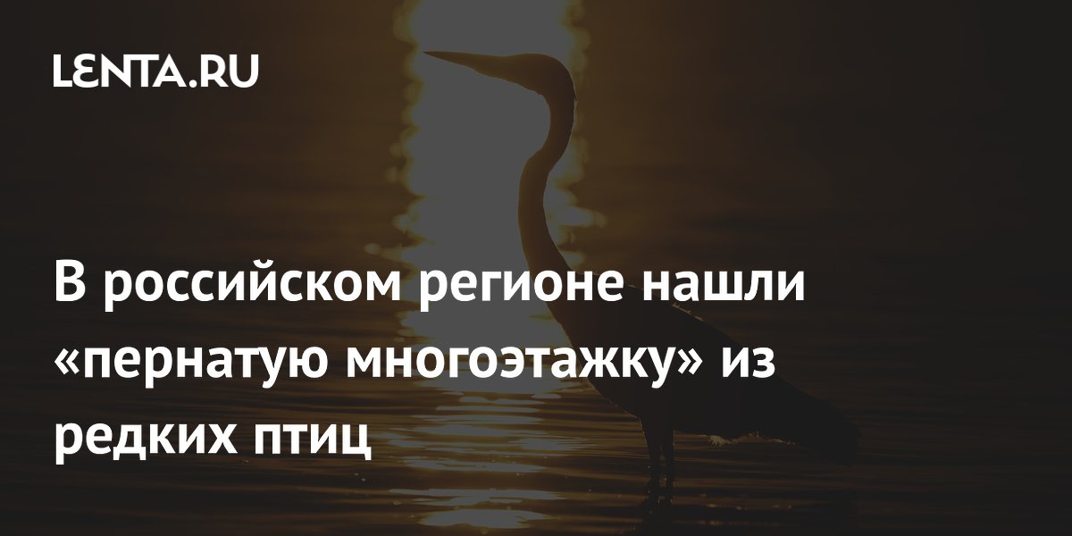 В российском регионе нашли «пернатую многоэтажку» из редких птиц