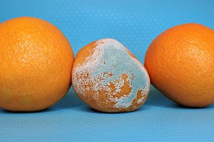 Врач оценила безопасность употребления покрывшихся плесенью продуктов