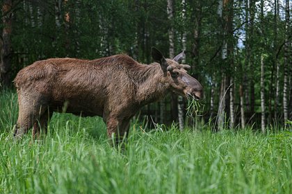 Бесстрашный лось в бассейне удивил россиян и был удачно спасен