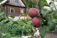 Россиян предупредили об опасности овощей и фруктов с огорода 