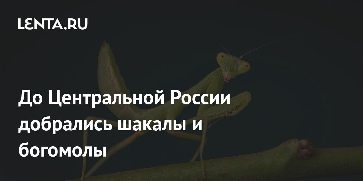 До Центральной России добрались шакалы и богомолы
