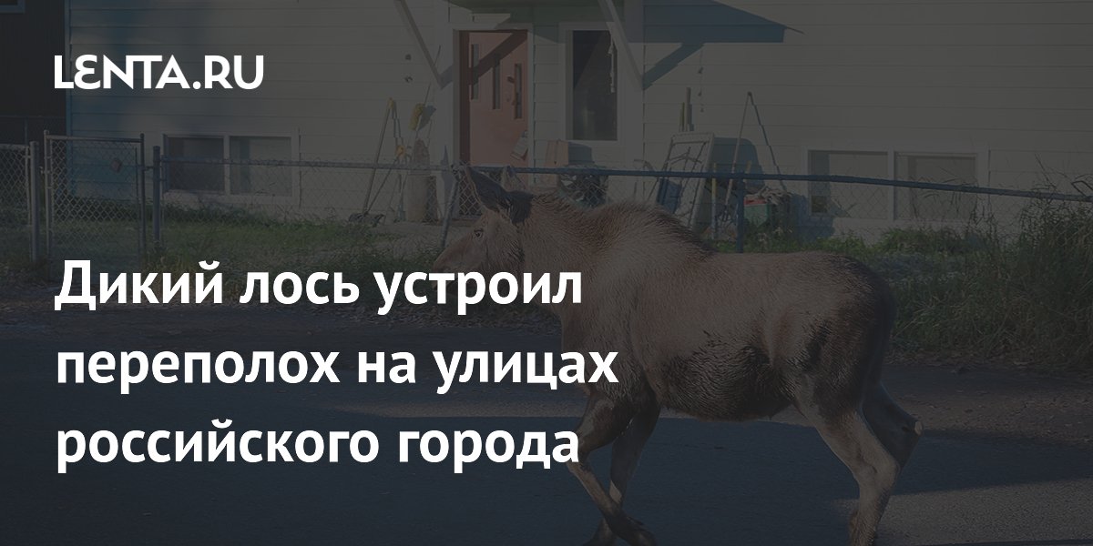 Дикий лось устроил переполох на улицах российского города