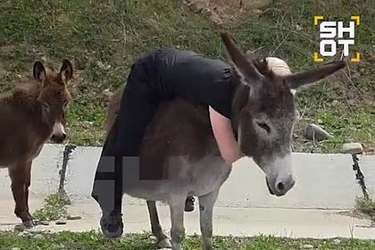 Россиянка ударила ногами беременную ослицу в Дагестане и попала на видео