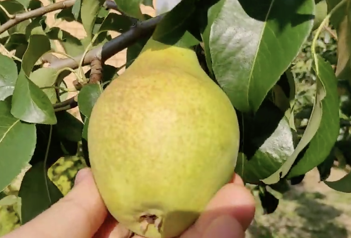 Сорт груши «Просто Мария»
