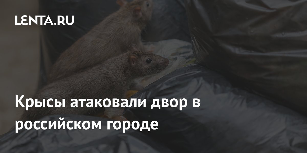 Крысы атаковали двор в российском городе