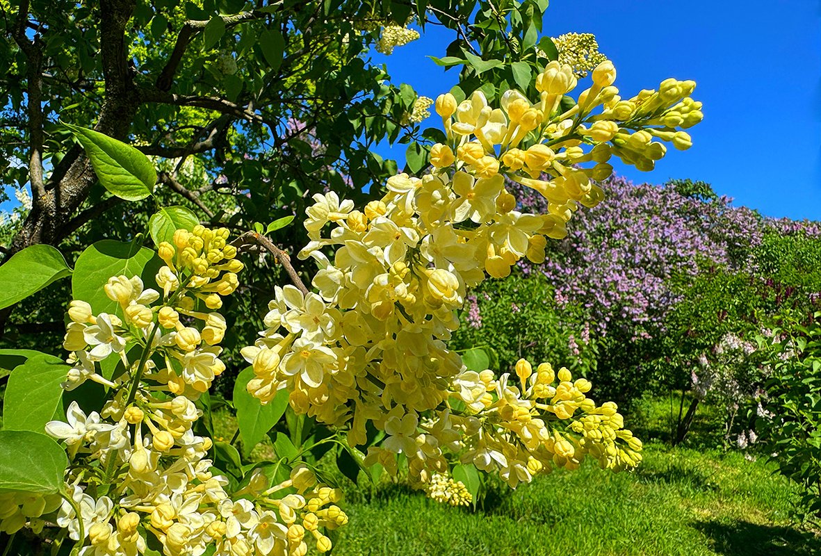 Сорт сирени Primrose