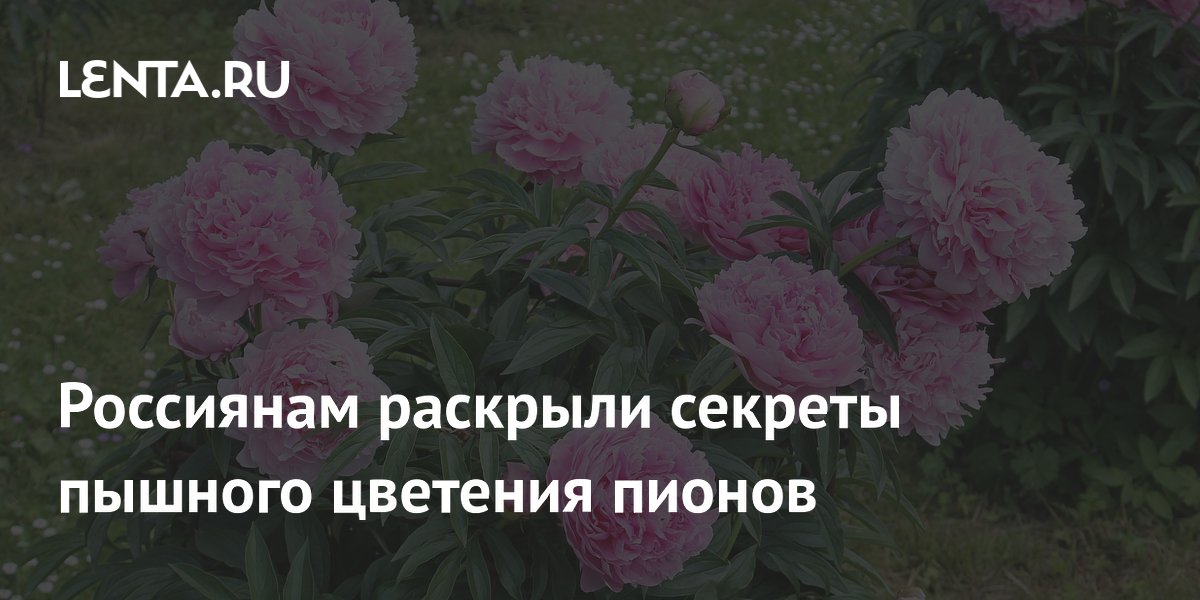 Россиянам раскрыли секреты пышного цветения пионов