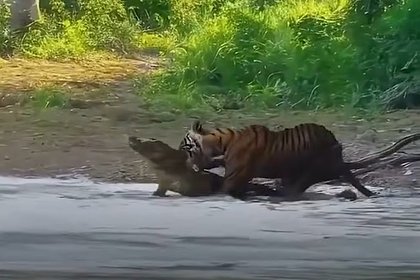 Схватка тигрицы и крокодила попала на видео