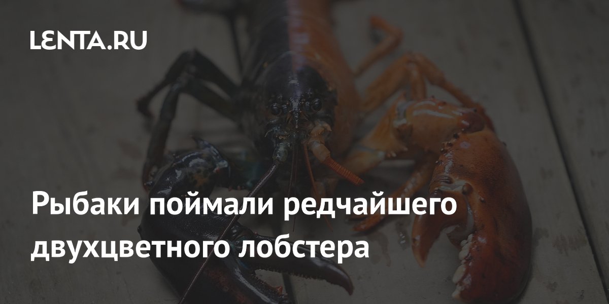 Рыбаки поймали редчайшего двухцветного лобстера