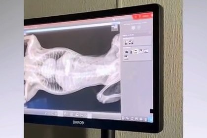 Из живота приютской собаки вытащили ожерелье из золота 750 пробы