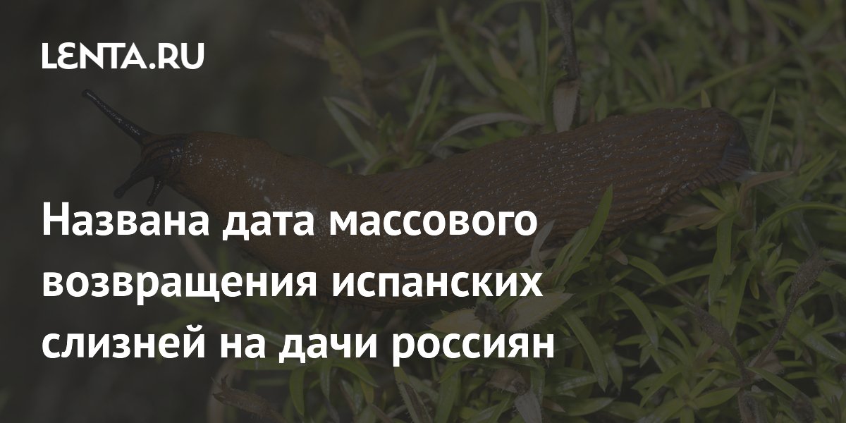 Названа дата массового возвращения испанских слизней на дачи россиян