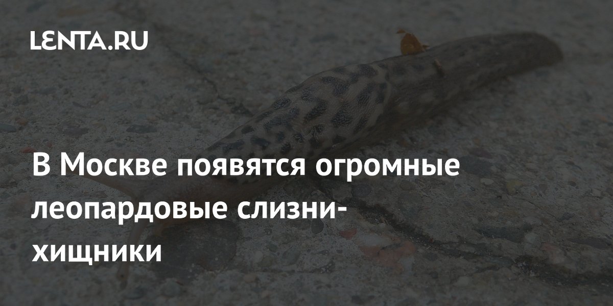 В Москве появятся огромные леопардовые слизни-хищники