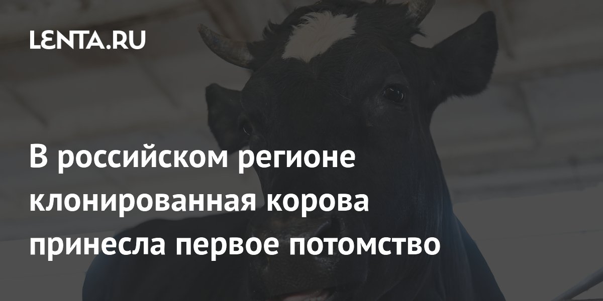 В российском регионе клонированная корова принесла первое потомство