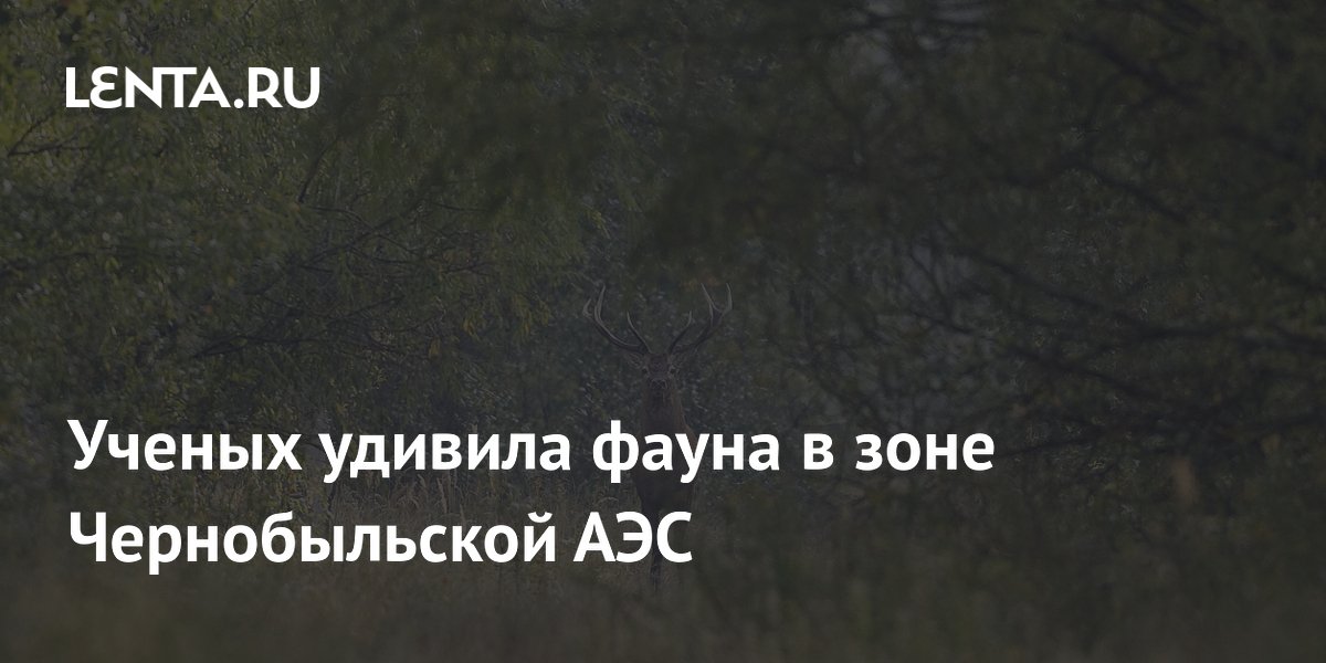 Ученых удивила фауна в зоне Чернобыльской АЭС