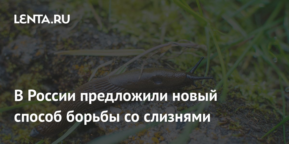 В России предложили новый способ борьбы со слизнями