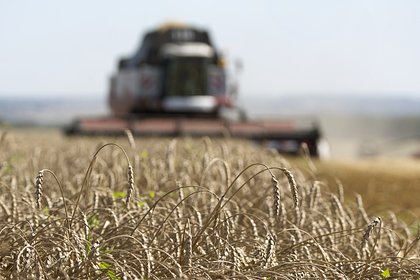 Поставки российской пшеницы на Ближний Восток взлетели