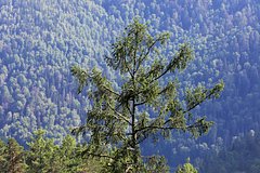 news_image