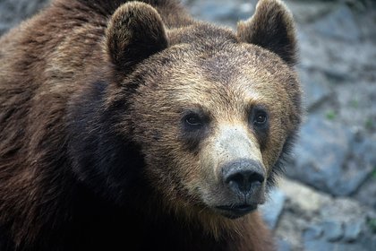 Хищник проник в отель и напугал постояльцев на элитном курорте в Европе