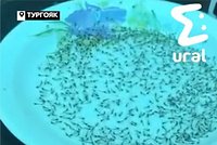 Тучи комаров атаковали россиян и попали на видео 