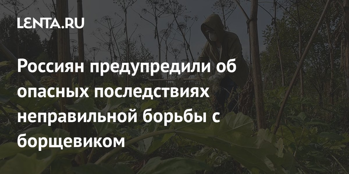 Россиян предупредили об опасных последствиях неправильной борьбы с борщевиком
