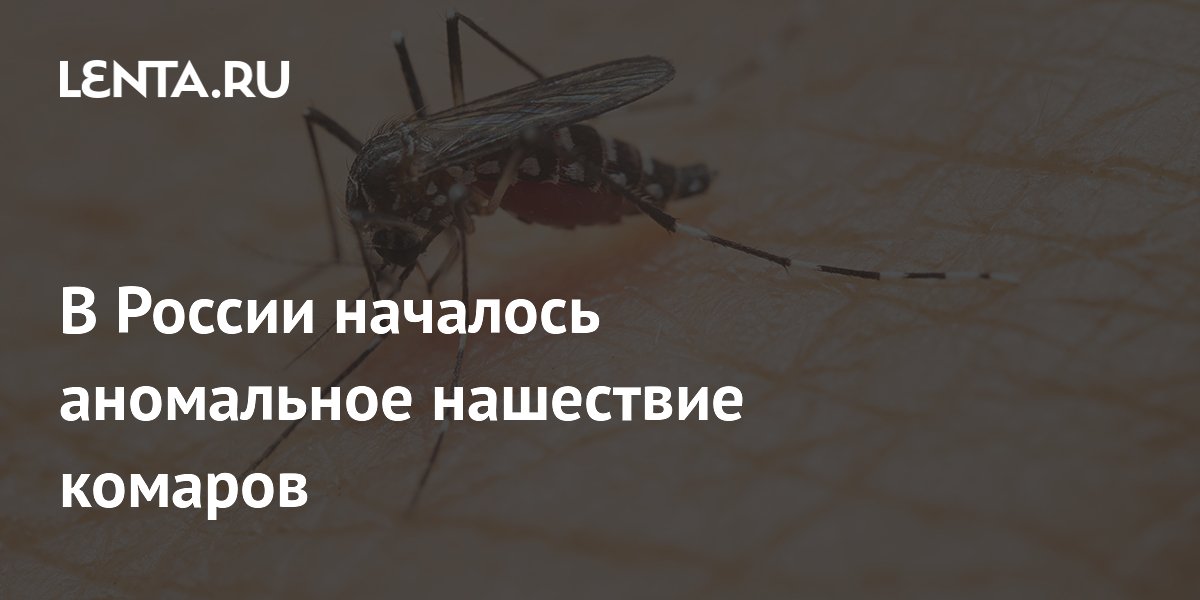 В России началось аномальное нашествие комаров