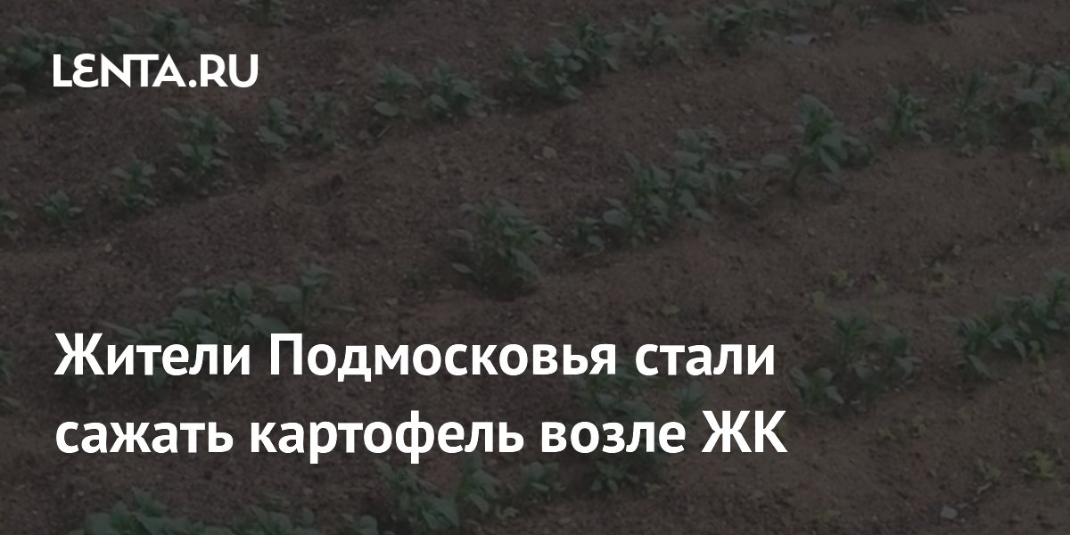 Жители Подмосковья стали сажать картофель возле ЖК