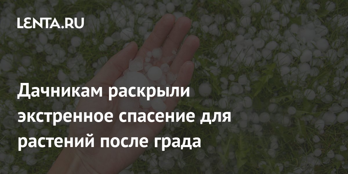 Дачникам раскрыли экстренное спасение для растений после града