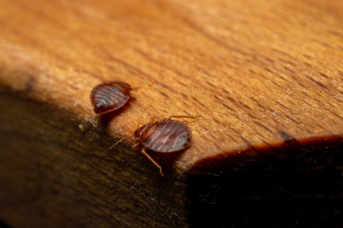 Клопы могут оказаться в квартире после путешествий и командировок