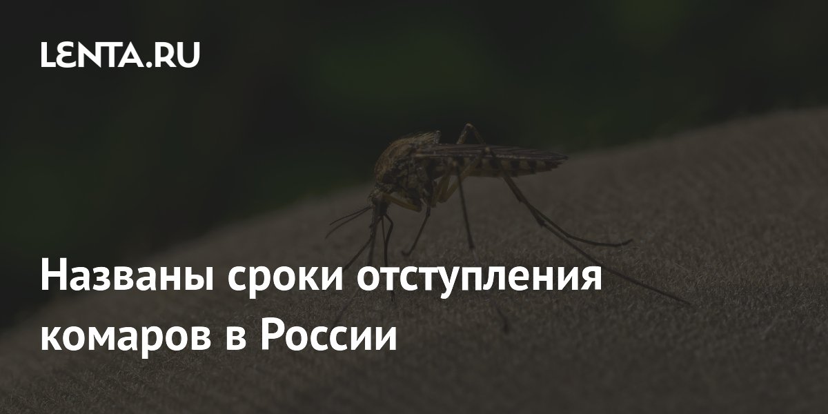 Названы сроки отступления комаров в России