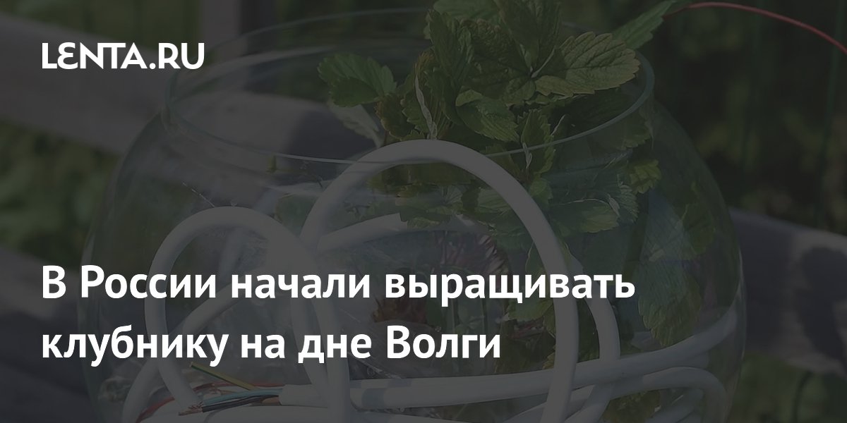 В России начали выращивать клубнику на дне Волги