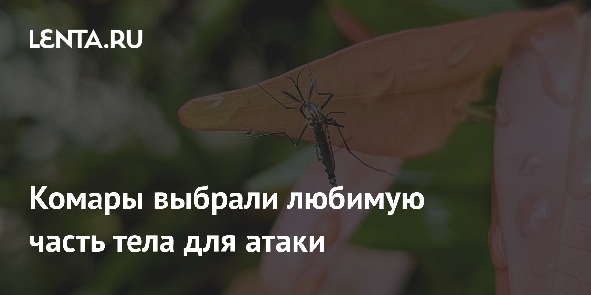 Комары выбрали любимую часть тела для атаки