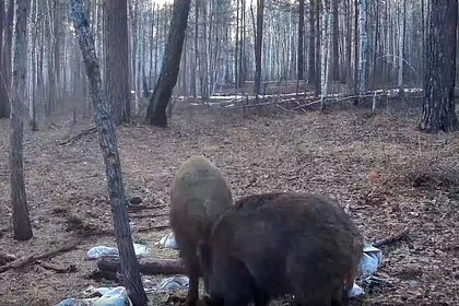 Медведь и кабан устроили «вечеринку» в лесу и попали на видео