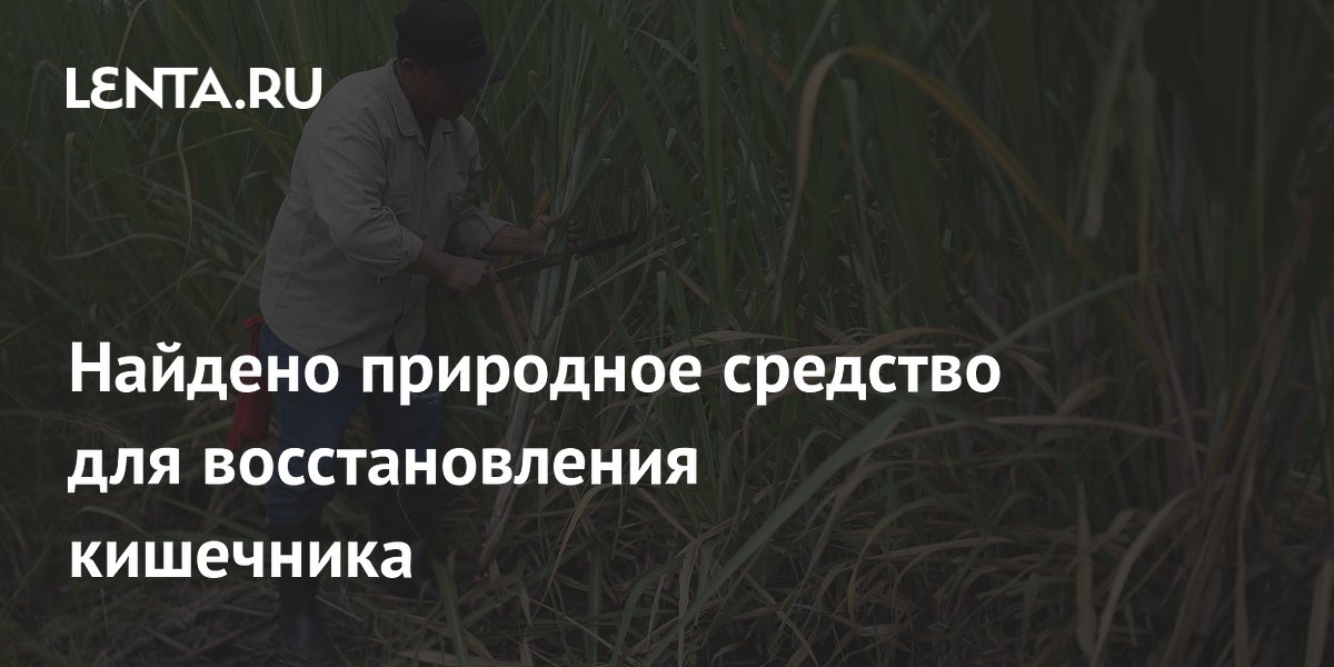 Найдено природное средство для восстановления кишечника